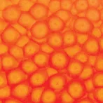Szín Pébéo Fantasy Prisme 45ml  61 Fluorescent orange