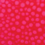 Szín Pébéo Fantasy Prisme 45ml 62 Fluorescent pink Szín Pébéo Fantasy Prisme 45ml 62 Fluorescent pink