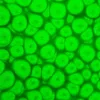 Szín Pébéo Fantasy Prisme 45ml  63 Fluorescent green