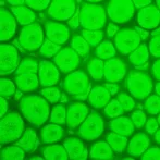 Szín Pébéo Fantasy Prisme 45ml  63 Fluorescent green
