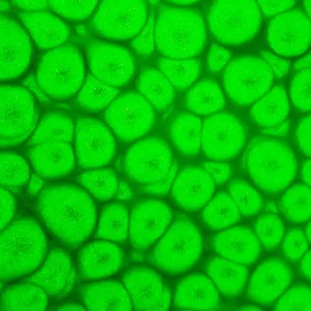 Szín Pébéo Fantasy Prisme 45ml  63 Fluorescent green