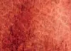 Akvarellfesték DS 15ml 151 Burgundy Vörös okker Akvarellfesték DS 15ml 151 Burgundy Vörös okker