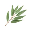 Scent for candles 10ml – 29 Eucalyptus