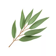 Scent for candles 10ml – 29 Eucalyptus