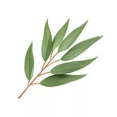 Scent for candles 10ml – 29 Eucalyptus Scent for candles 10ml – 29 Eucalyptus