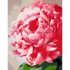 Számokkal festés Rosa – 652 virág