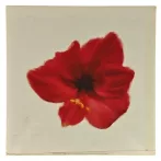 Reprodukciós nyomat 30x30cm – Petales Rouges I