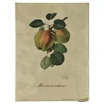 Reprodukciós nyomat 18x24cm – Malus Domestica Borkhausen