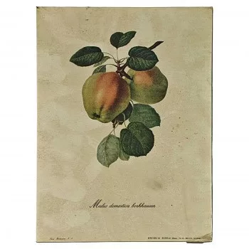 Reprodukciós nyomat 18x24cm – Malus Domestica Borkhausen