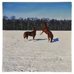 Reprodukció nyomat 28x28cm – Horses