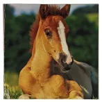 Reprodukció nyomat 28x28cm – Horse