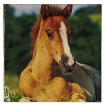 Reprodukció nyomat 28x28cm – Horse