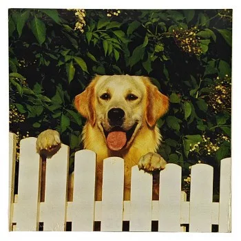 Reprodukció nyomat 28x28cm – Dog