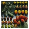 Reprodukció nyomat 28x28cm – Fruit