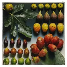 Reprodukció nyomat 28x28cm – Fruit