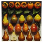 Reprodukció nyomat 28x28cm – Pear