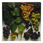 Reprodukció nyomat 28x28cm – Wine