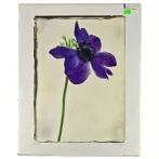Reprodukció nyomat 40x50cm – Blue Anemone