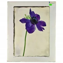 Reprodukció nyomat 40x50cm – Blue Anemone