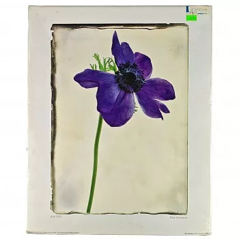 Reprodukció nyomat 40x50cm – Blue Anemone