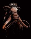 Képkarcoló készlet karctűvel - 20x25 cm - Réz - Mamut Képkarcoló készlet karctűvel - 20x25 cm - Réz - Mamut