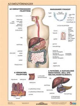 Tanulói munkalap, A4,  STIEFEL "Az emésztőrends...