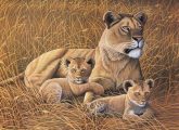 Kreatív hobby - Afrikai oroszlán