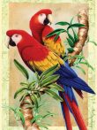 Számos kifestő gyerekeknek - Papagájok