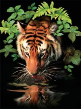 Kreatív hobby - Akril kifestő számokkal - Szomjas tigris