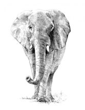 Rajztanítás - Elefánt