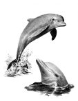 Skiccelő készlet kellékekkel - 23x30 cm - Delfinek