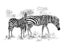 Kreatív hobby - Zebra