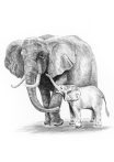 Kreatív hobby - Rajzkészlet - Elefánt